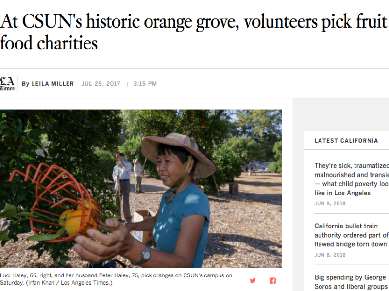 News story with headline and photo of woman using fruit picker to harvest an orange