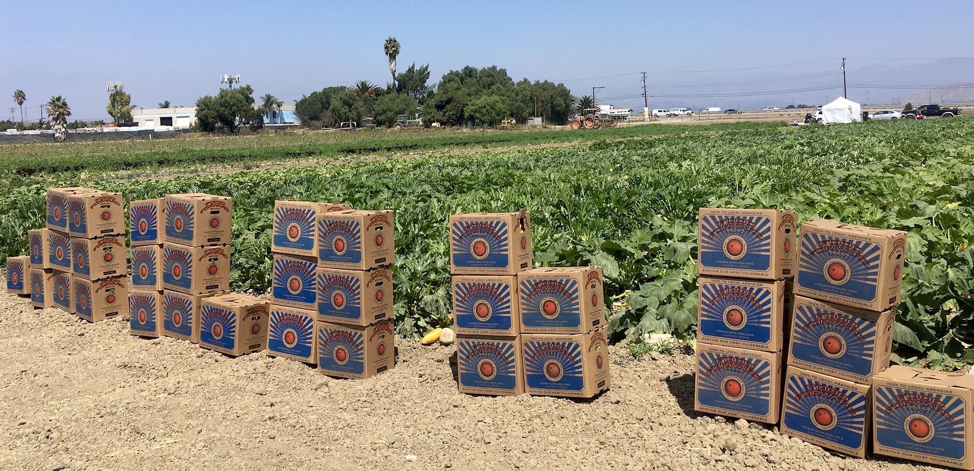 Food Forward boxes in field of squash in Ventura